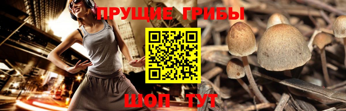 Волжский  Галлюциногенные грибы MAGIC MUSHROOMS  Галлюциногенные грибы Cubensis  Вход с VPN 